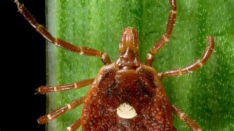 Mysterious meat allergy passed by ticks may affect hundreds of thousands in US, CDC estimates